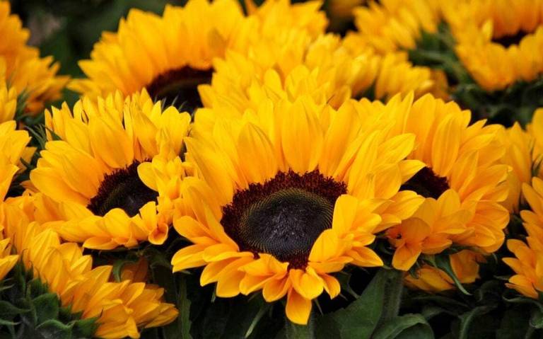 Qué significa regalar flores amarillas el 21 de septiembre? - El Sol de  México | Noticias, Deportes, Gossip, Columnas