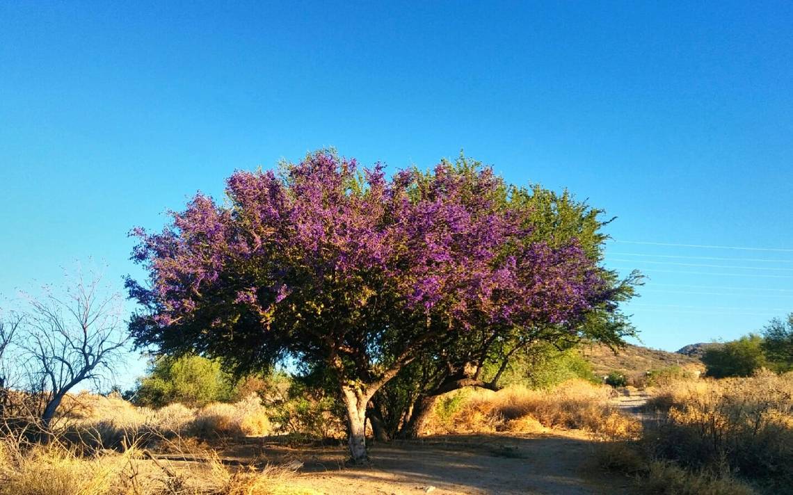 El árbol de guayacán, belleza sonorense de la que todos hablan - El Sol de  Hermosillo | Noticias Locales, Policiacas, sobre México, Sonora y el Mundo