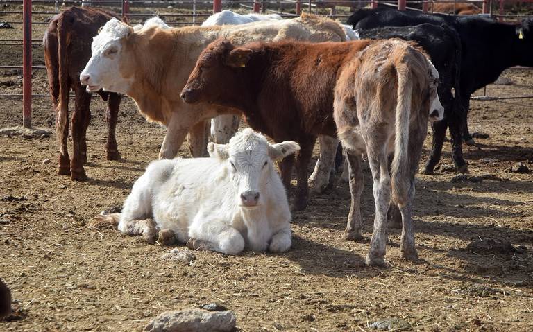 Más de 600 cabezas de ganado se perdieron en Santa Cruz por la sequía